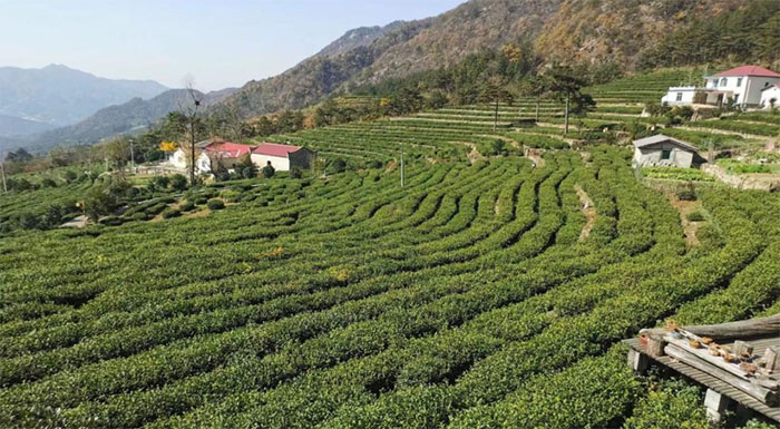  安慶師范大學(xué)“茶旅融合發(fā)展調(diào)研”暑期社會(huì)實(shí)踐團(tuán)赴岳西縣開展實(shí)地調(diào)研活動(dòng)