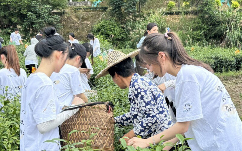 閩衛(wèi)院學(xué)子三下鄉(xiāng)：體驗(yàn)古法制茶技術(shù)，品味“下黨的味道”，感受鄉(xiāng)村振興文化