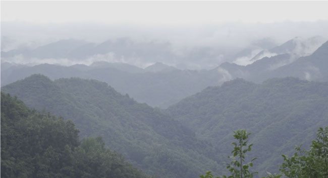 茶韻悠長(zhǎng)，鄉(xiāng)村振興丨“茶韻信使”三下鄉(xiāng)暑期社會(huì)實(shí)踐隊(duì)走訪龍鳳山茶葉專業(yè)合作社茶園