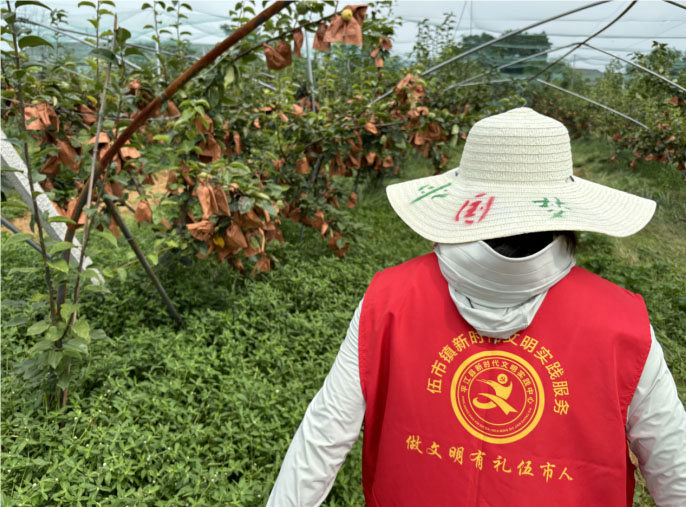 平江長(zhǎng)坡梨采摘季，"果韻飄湘"團(tuán)隊(duì)貢獻(xiàn)青春力量
